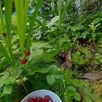 Pensión Enki's Garden 3*