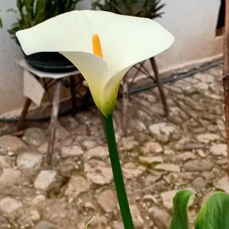 Enki's Garden Τίρανα