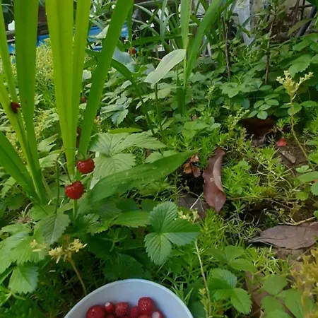 Pensión Enki's Garden 4*