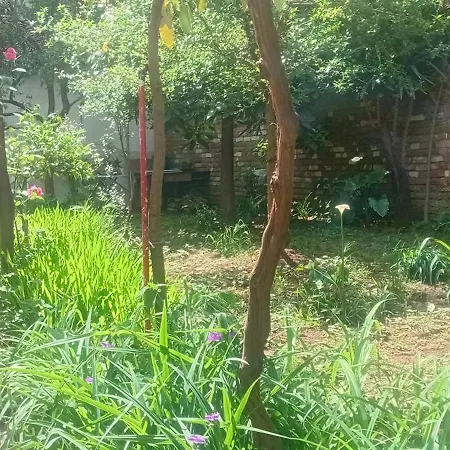 Enki's Garden 4*